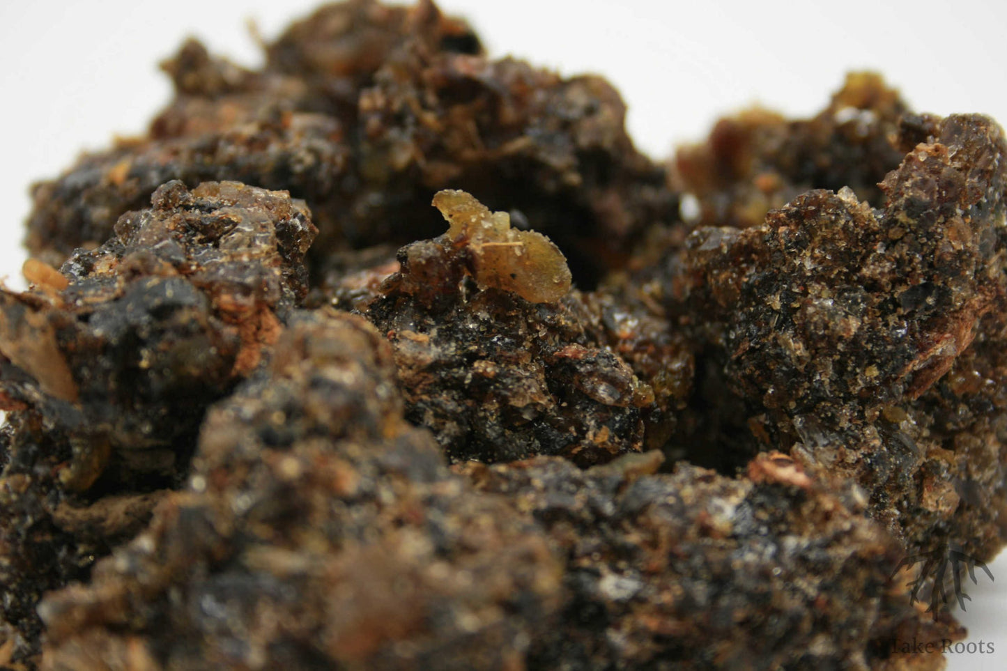 Guggul (commiphora mukul), Take Roots