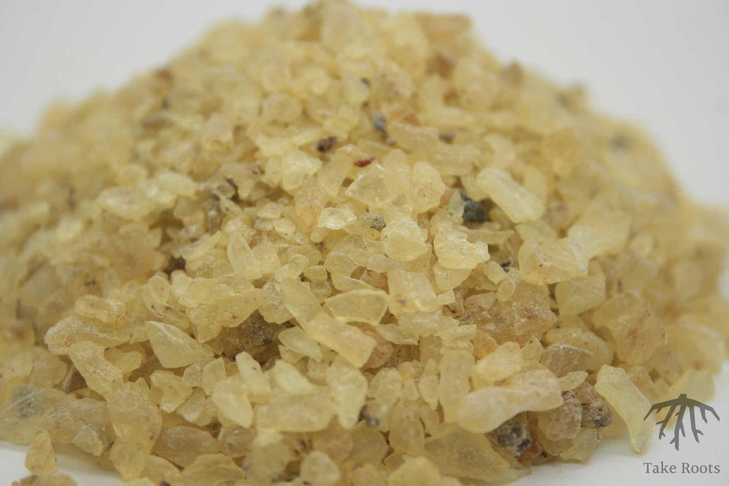 Copal Blanco (Protium crassipetalum), Take Roots