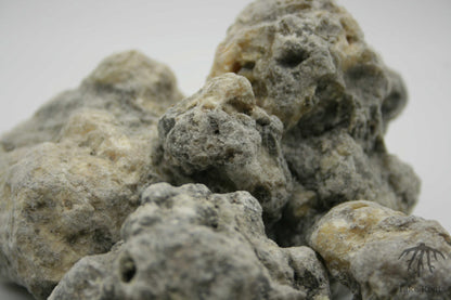 Copal negro (Bursera microphylla), Take Roots