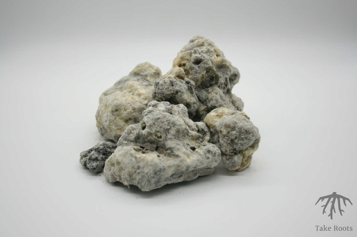 Copal negro (Bursera microphylla), Take Roots