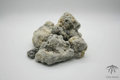 Copal negro (Bursera microphylla), Take Roots