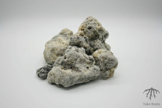 Copal negro (Bursera microphylla), Take Roots