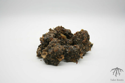 Guggul (commiphora mukul), Take Roots
