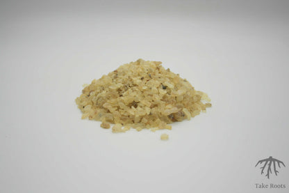 Copal Blanco (Protium crassipetalum), Take Roots