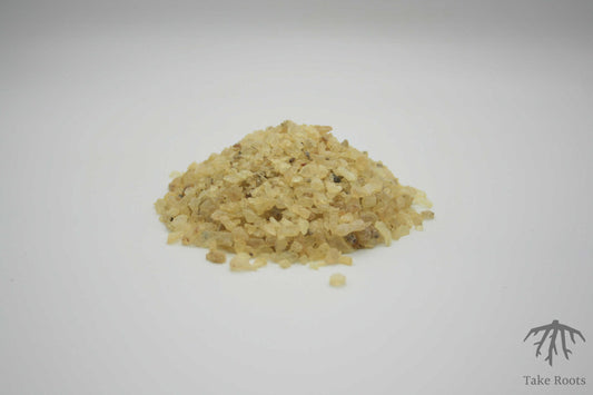 Copal Blanco (Protium crassipetalum), Take Roots