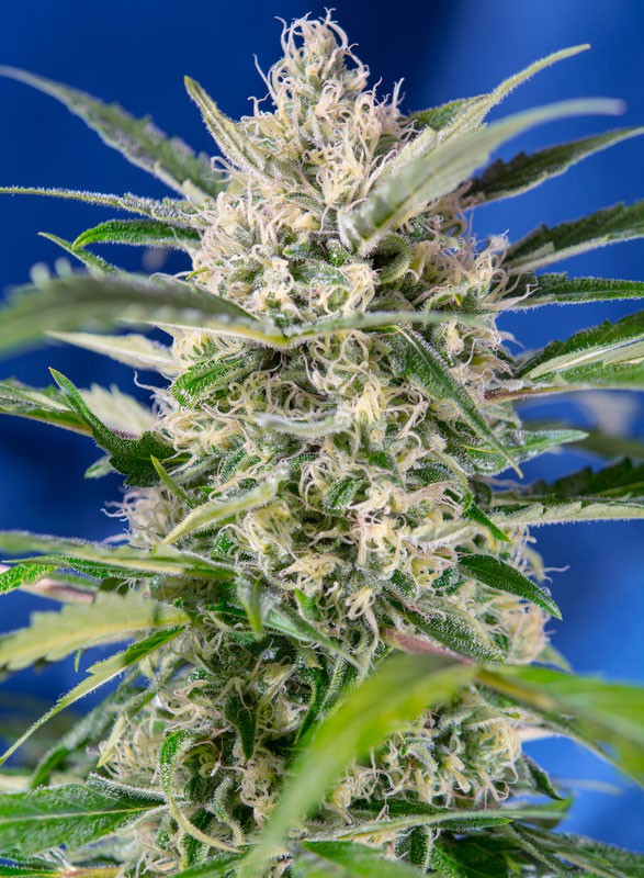 Crystal Candy Auto®