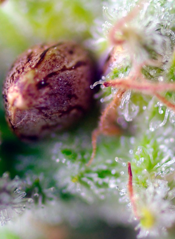Killer Kush Auto®