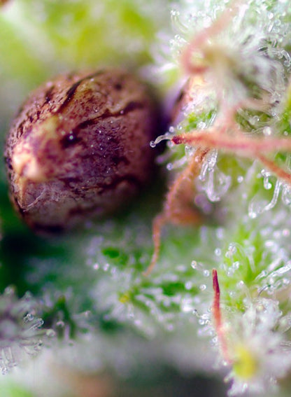 Killer Kush Auto®